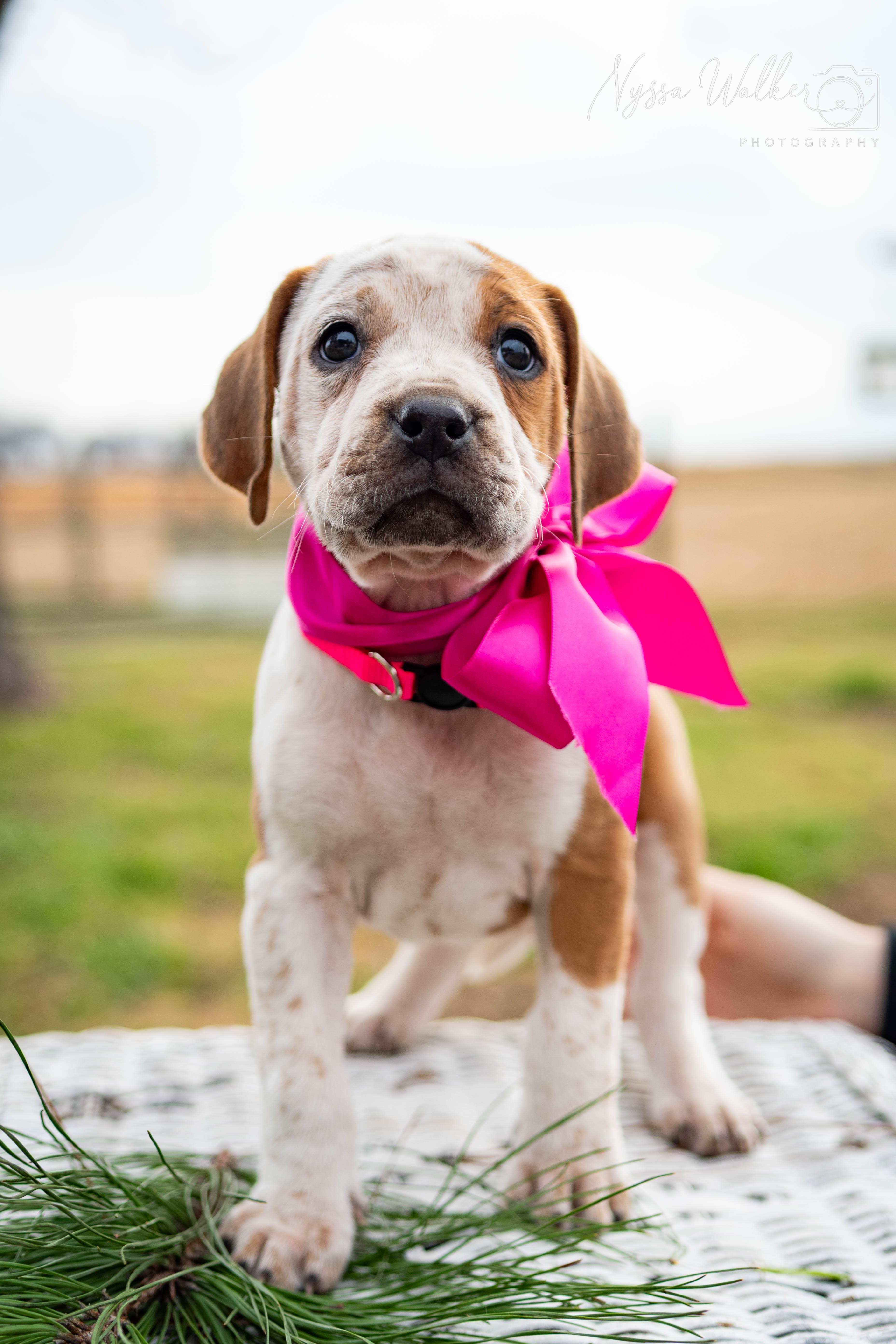Enlarge Alder (Female), a Adoptable English Coonhound in TULSA, OK image 4/6