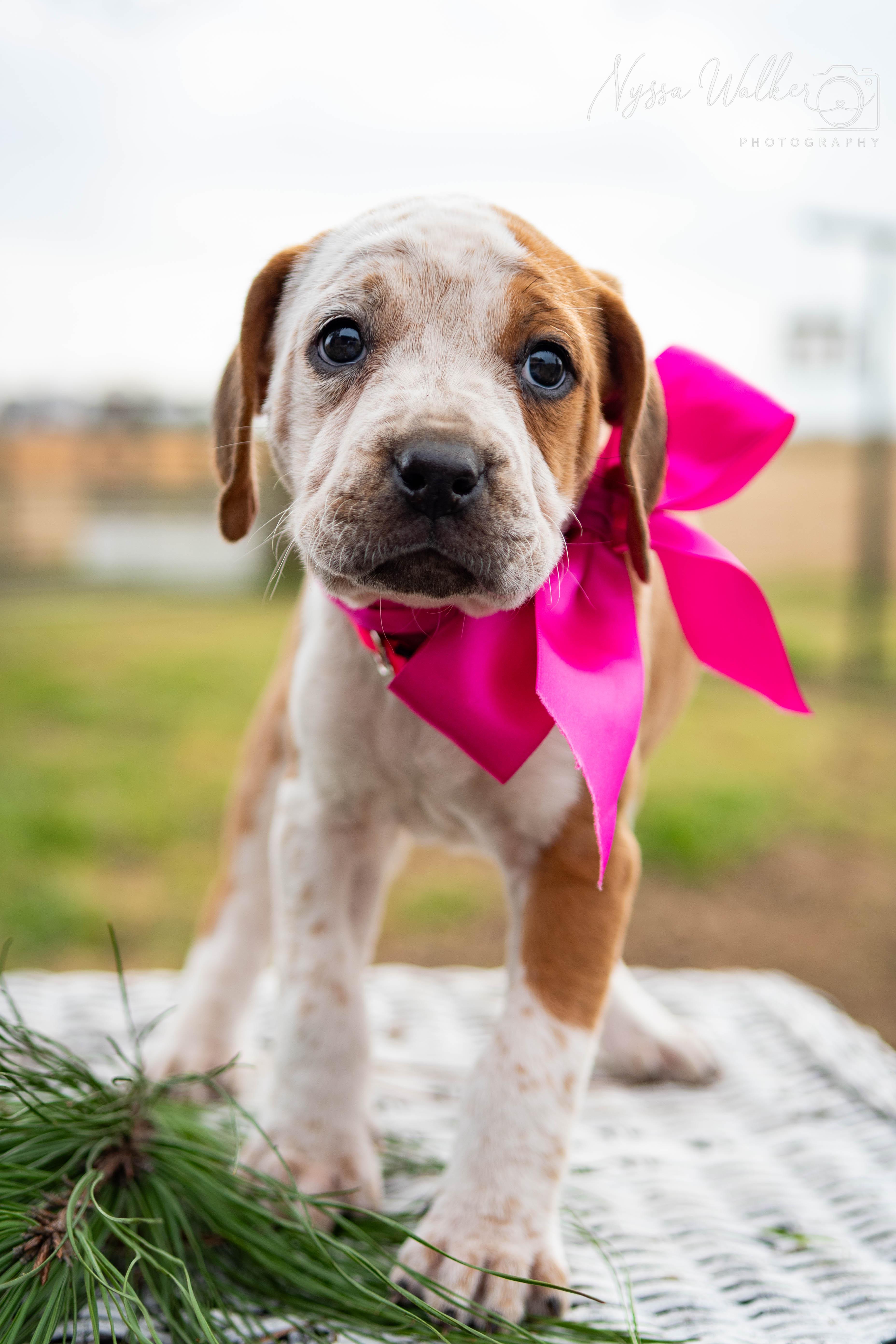 Enlarge Alder (Female), a Adoptable English Coonhound in TULSA, OK image 2/6