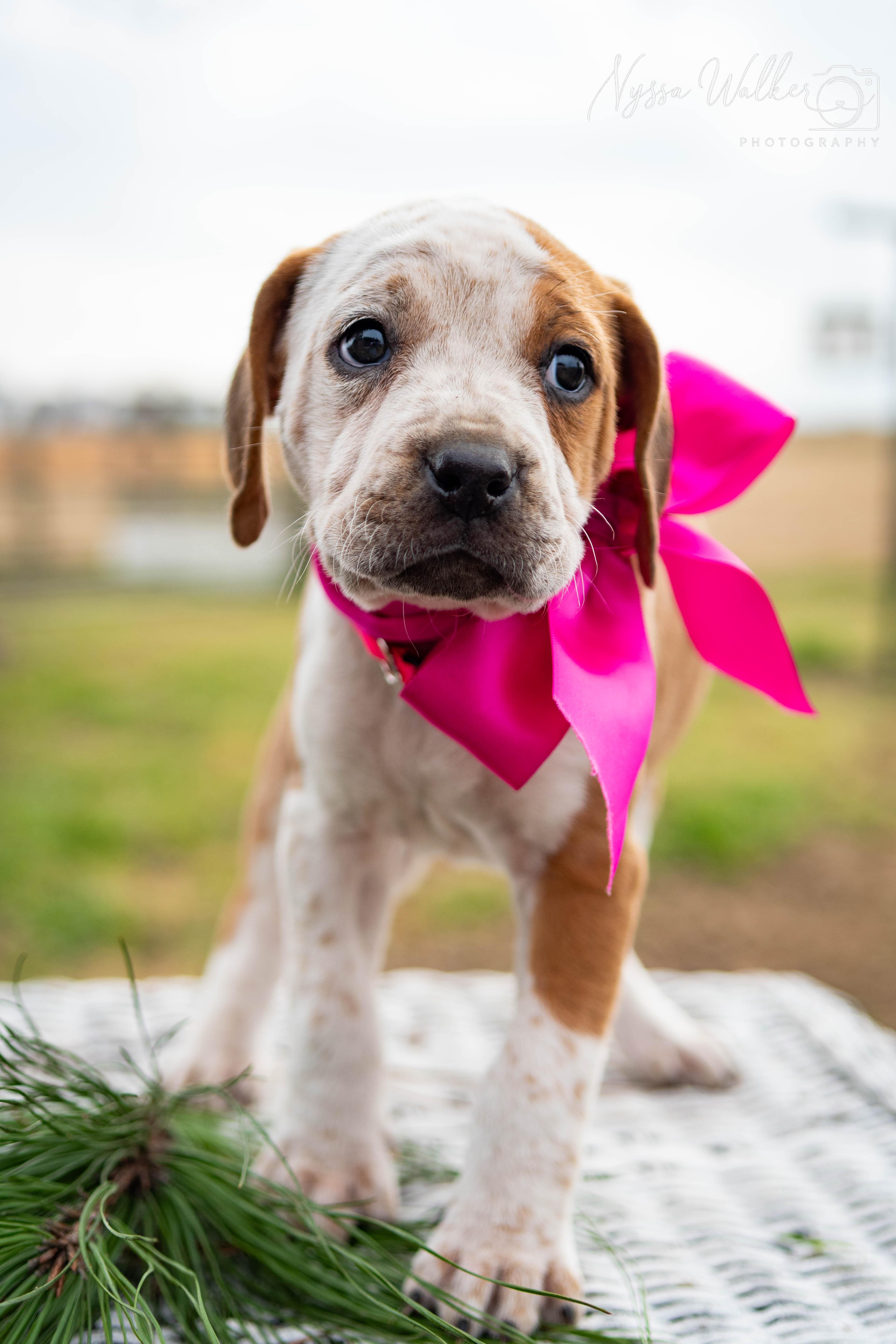 Alder (Female), Adoptable, Puppy Female English Coonhound.