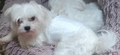 TED, ADOPTABLE, Adult Male Maltese.