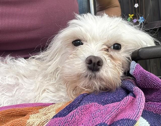 Enlarge TED, a ADOPTABLE Maltese in fort worth, TX image 4/6