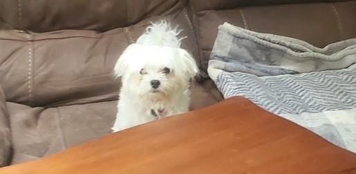 Enlarge TED, a ADOPTABLE Maltese in fort worth, TX image 3/6