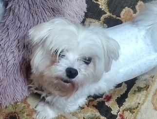 Enlarge TED, a ADOPTABLE Maltese in fort worth, TX image 5/6