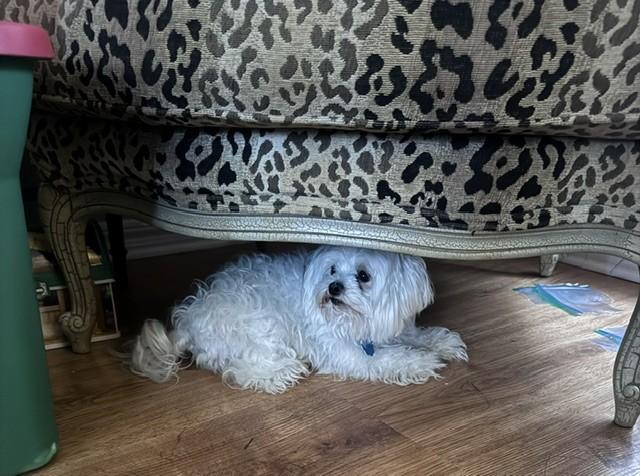 Enlarge TED, a ADOPTABLE Maltese in fort worth, TX image 6/6