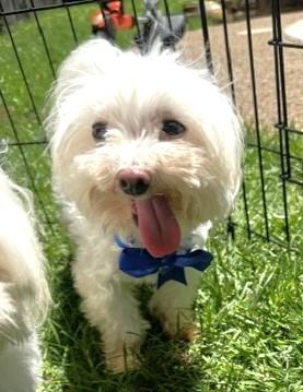 Enlarge TED, a ADOPTABLE Maltese in fort worth, TX image 2/6
