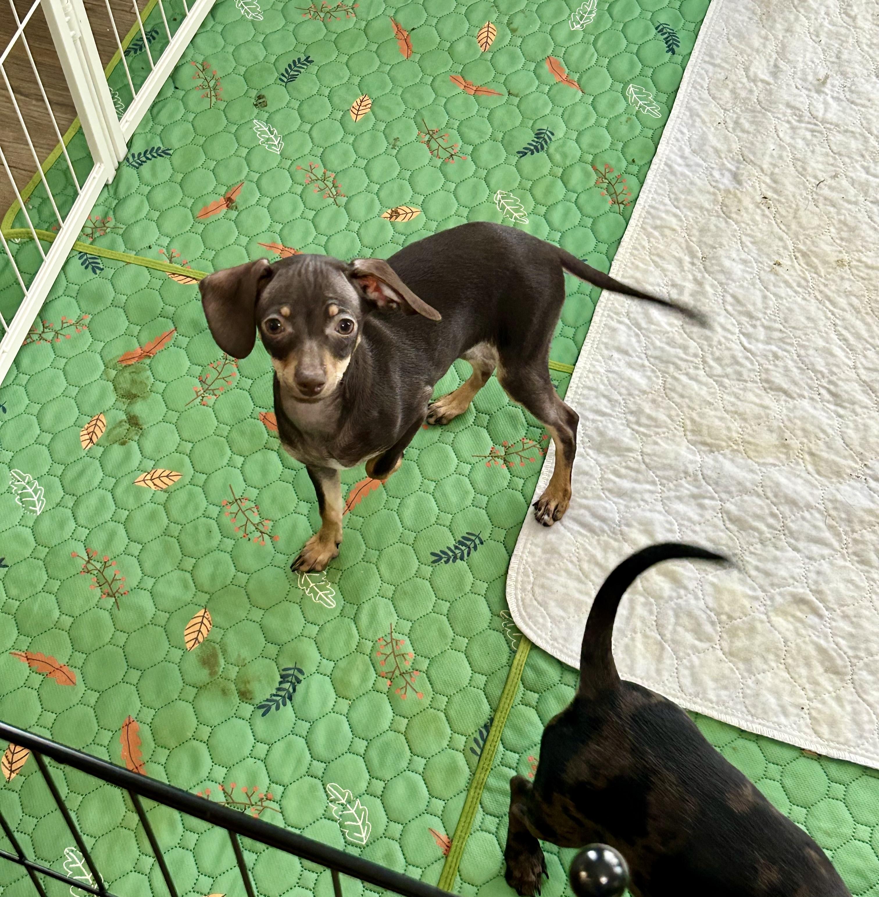 Enlarge Cinderella, an adopted mixed breed in Chickasha, OK image 1/2