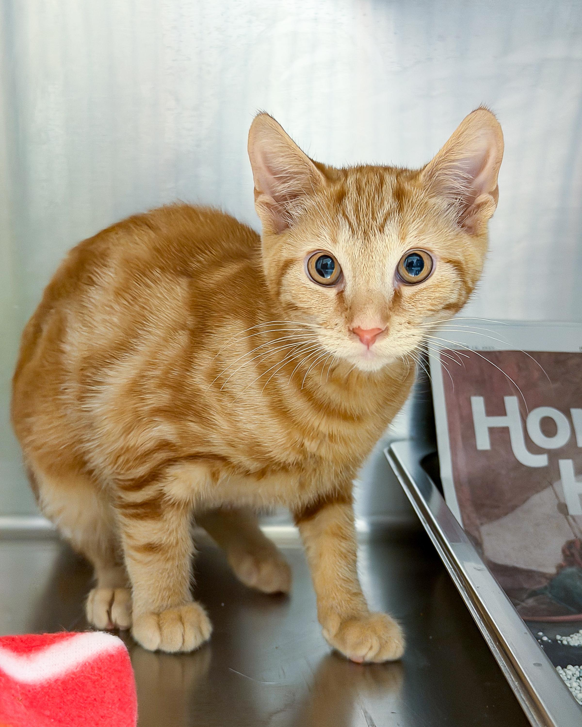 Nutmeg, Adoptable, Kitten Male American Shorthair.