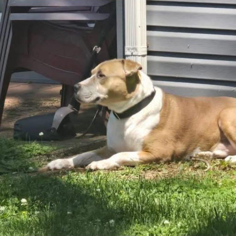 Enlarge Jack, a ADOPTABLE mixed breed in Philadelphia, PA image 6/6