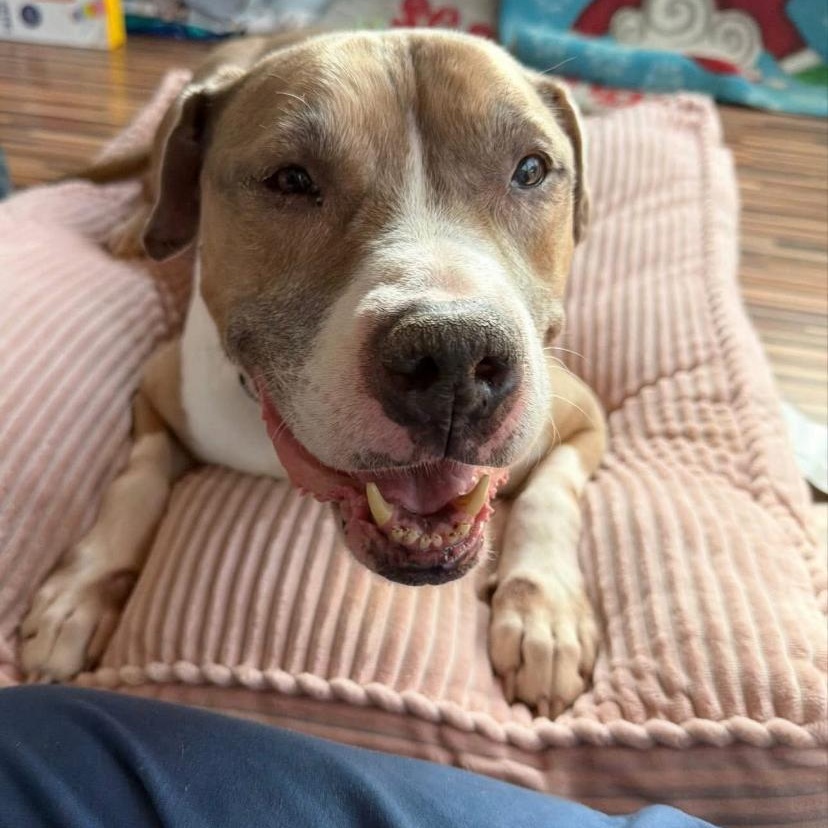 Jack, a ADOPTABLE mixed breed in Philadelphia, PA image 1/5