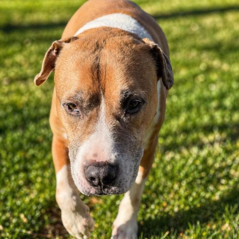 Jack, a ADOPTABLE mixed breed in Philadelphia, PA image 3/4