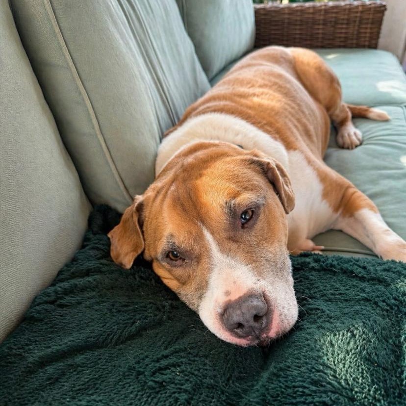 Jack, a ADOPTABLE mixed breed in Philadelphia, PA image 1/4