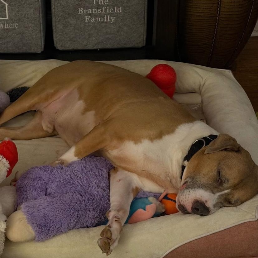Jack, a ADOPTABLE mixed breed in Philadelphia, PA image 4/4