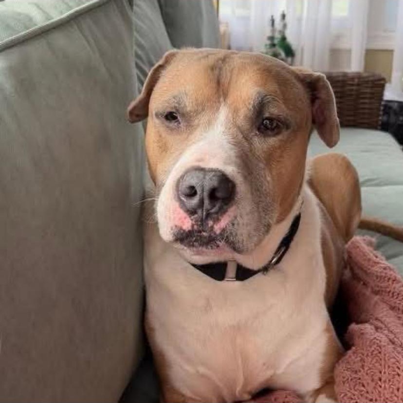 Enlarge Jack, a ADOPTABLE mixed breed in Philadelphia, PA image 5/6