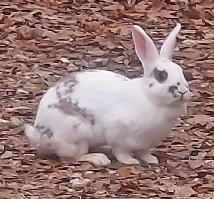 Jessica Rabbit, Adoptable, Adult Female Bunny Rabbit.