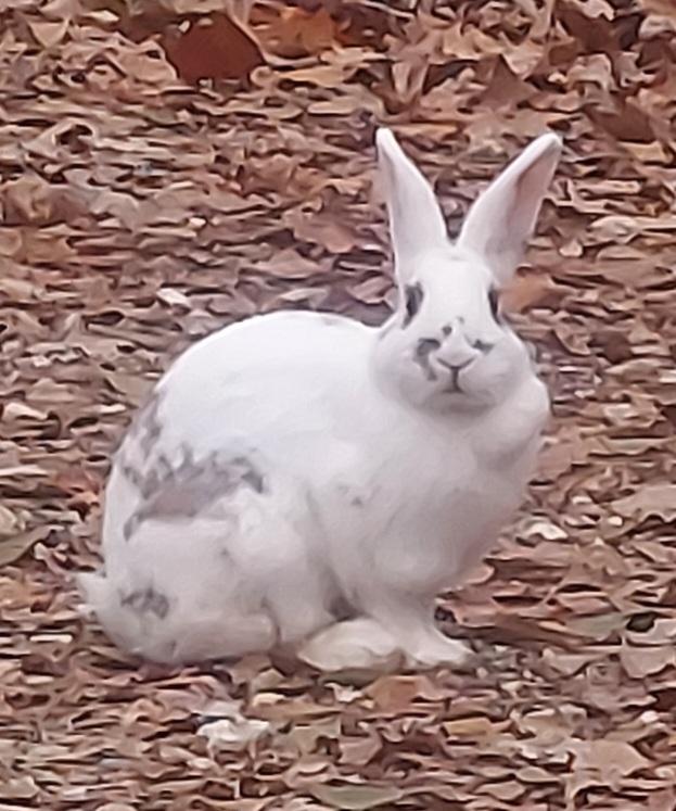 Jessica Rabbit, Adoptable, Adult Female Bunny Rabbit.