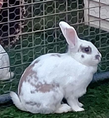Jessica Rabbit, a Adoptable Bunny Rabbit in Spring, TX image 3/3