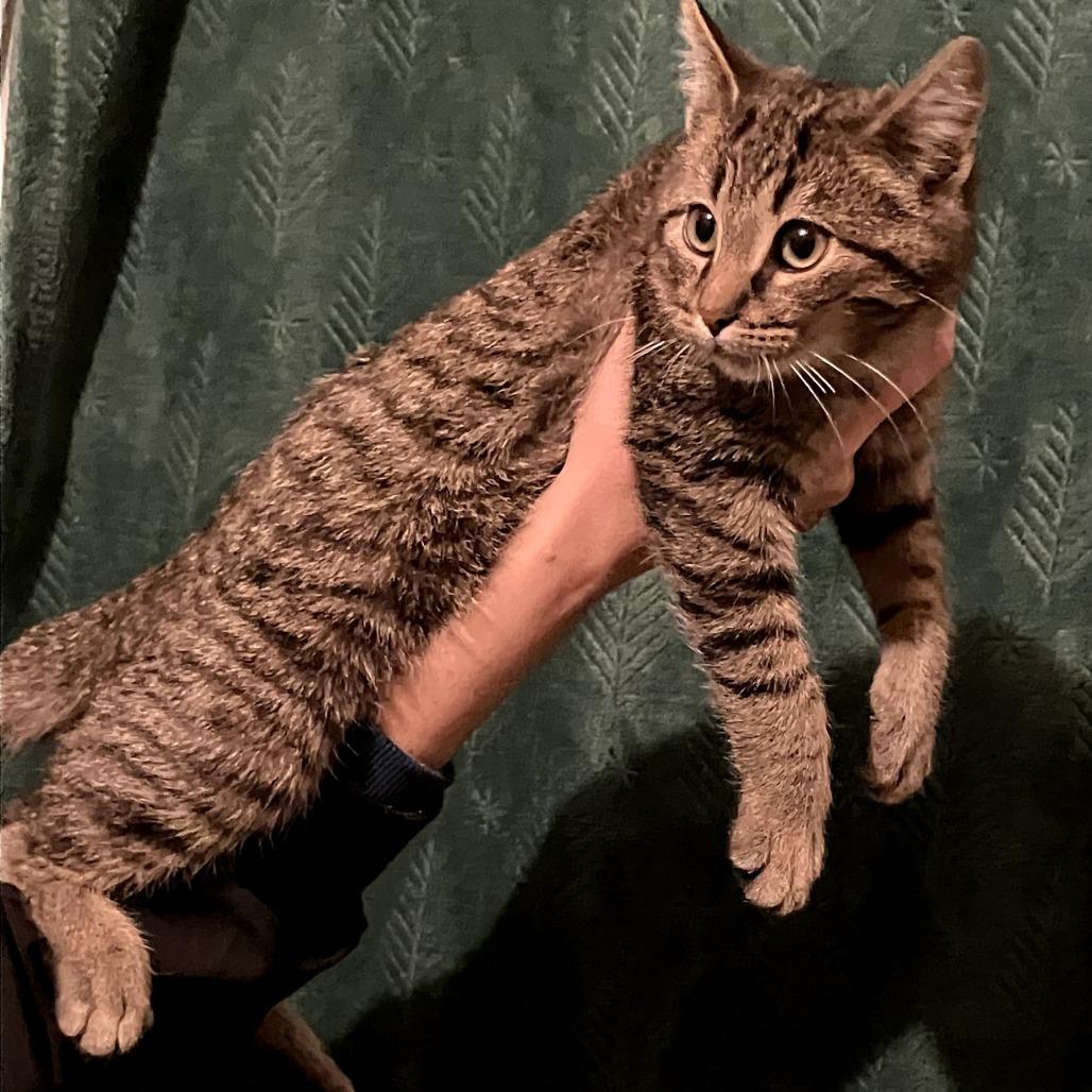 Tick, Adoptable, Kitten Male Domestic Short Hair.