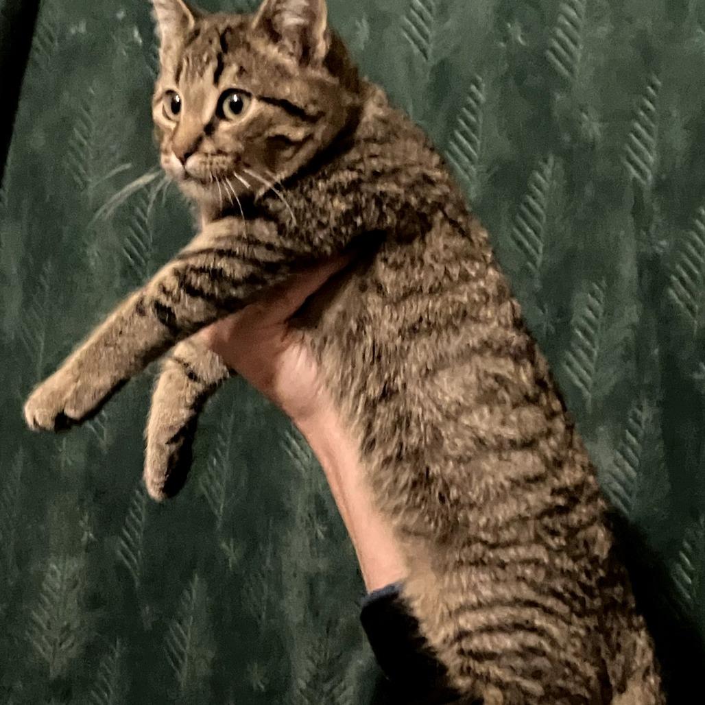 Tick, a Adoptable Domestic Short Hair in Amory, MS image 2/3