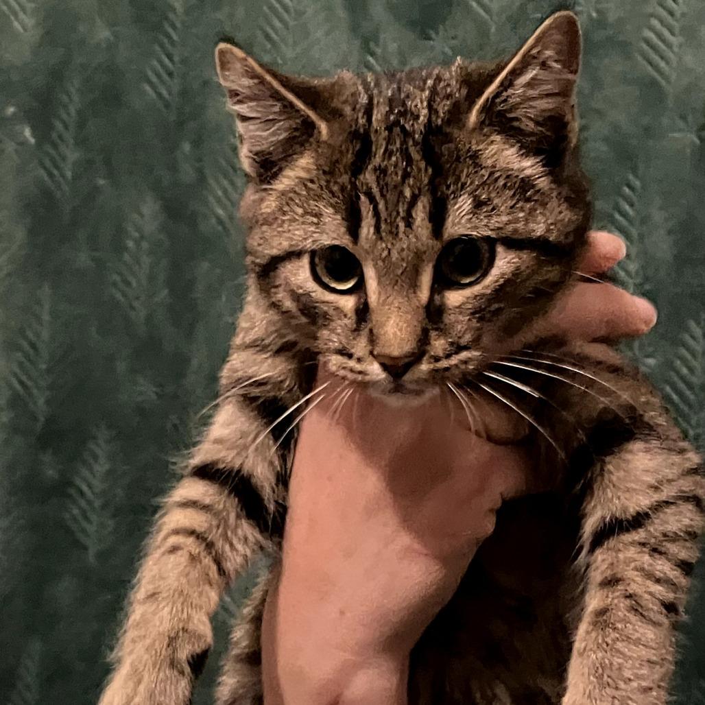 Tick, a Adoptable Domestic Short Hair in Amory, MS image 3/3