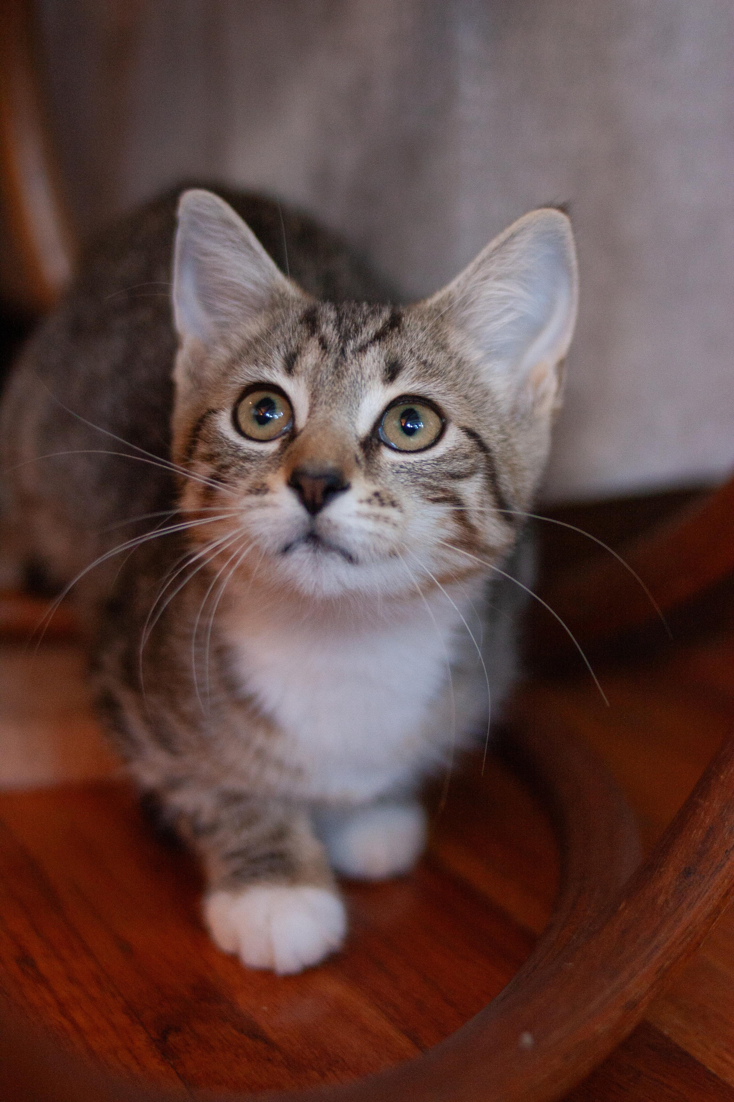 Cessna, a Adoptable Domestic Short Hair in Bellmawr, NJ image 2/3