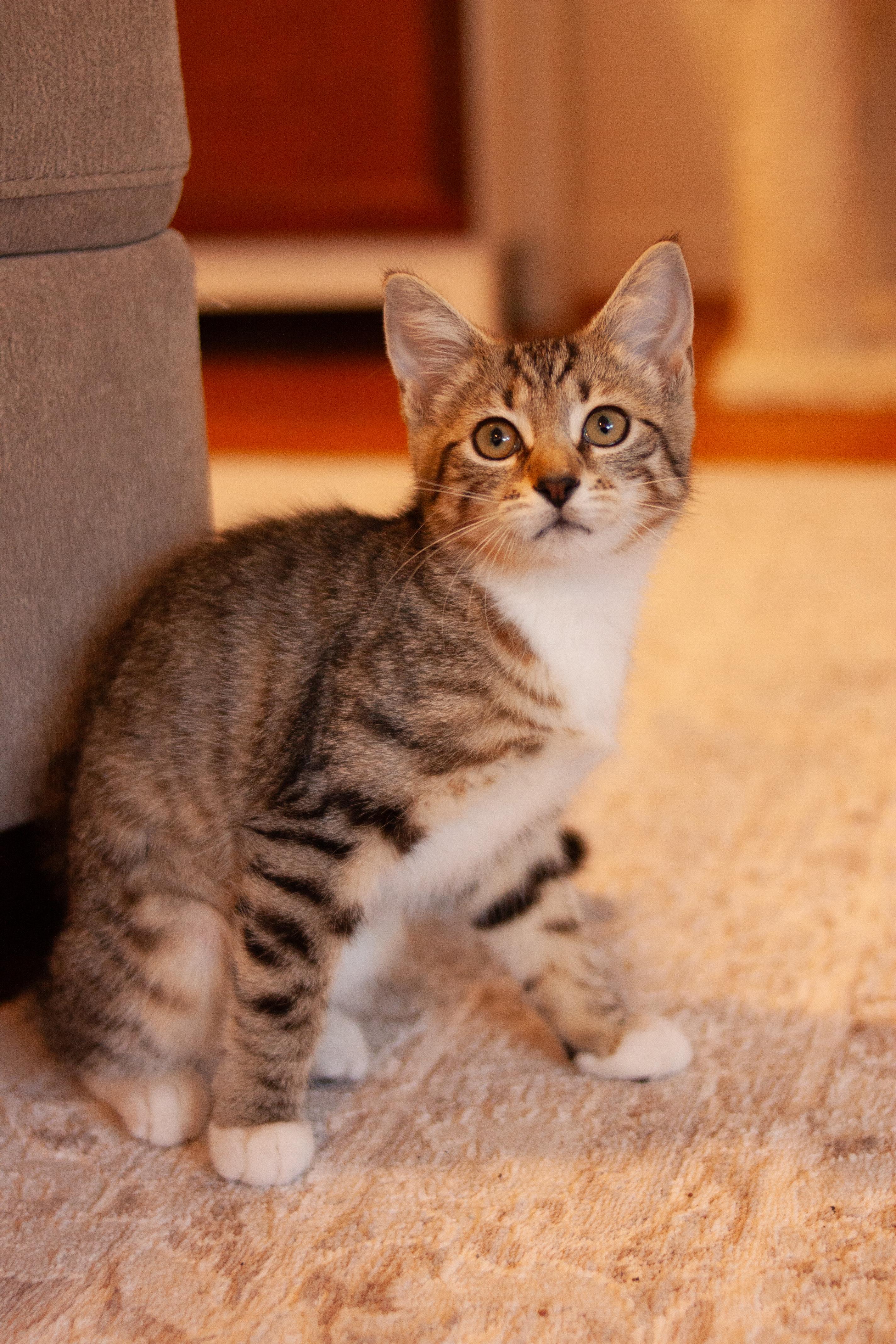 Cessna, a Adoptable Domestic Short Hair in Bellmawr, NJ image 1/3