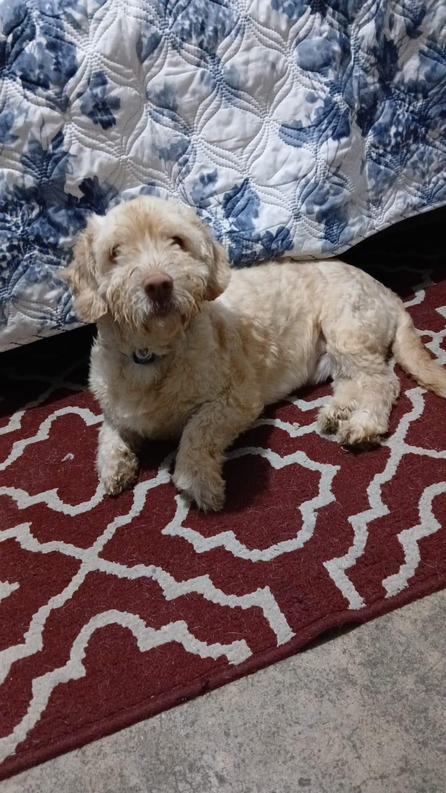 Teddy