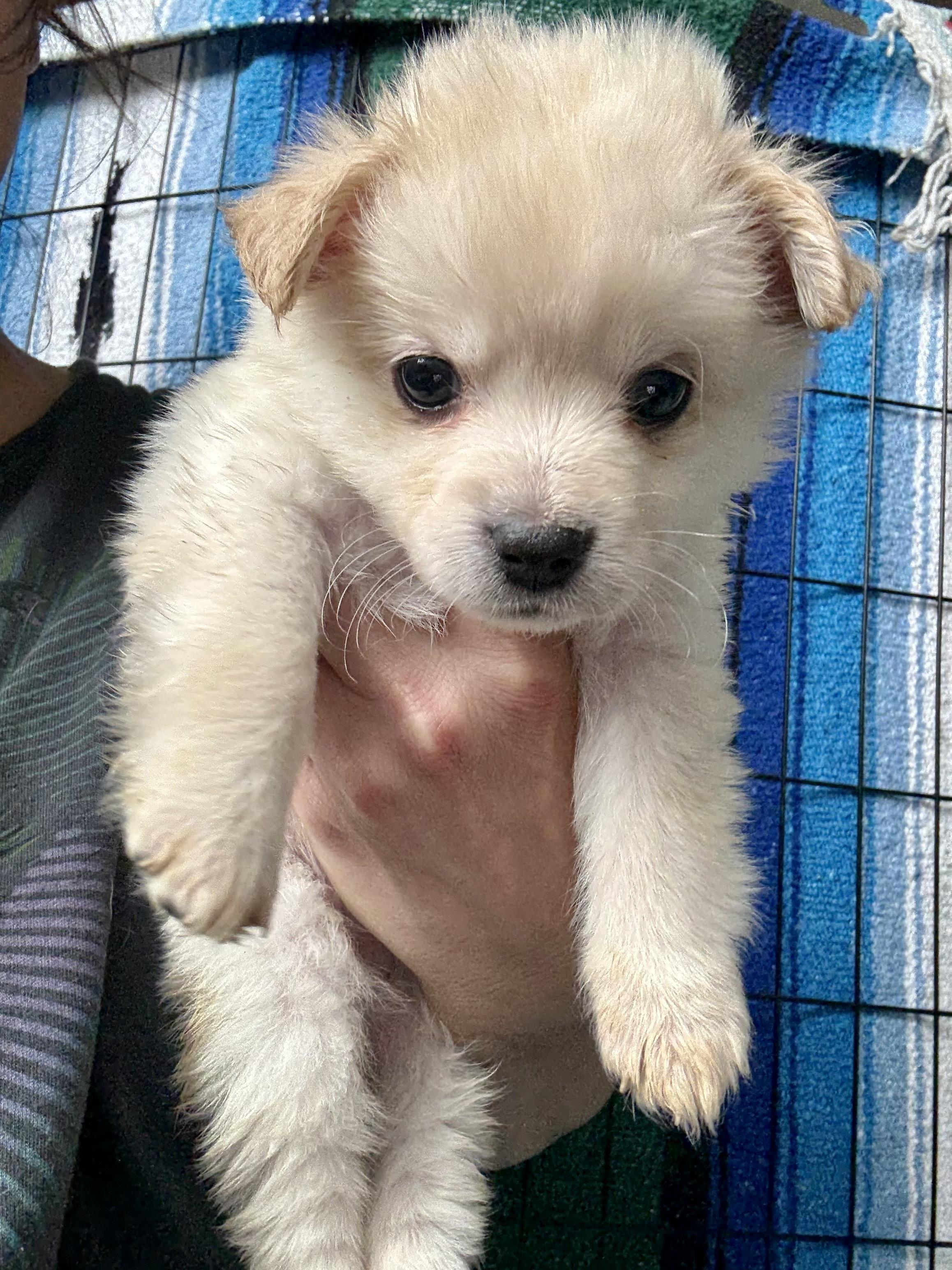 Enlarge Honeycomb, an adopted mixed breed in Santa Monica, CA image 2/4