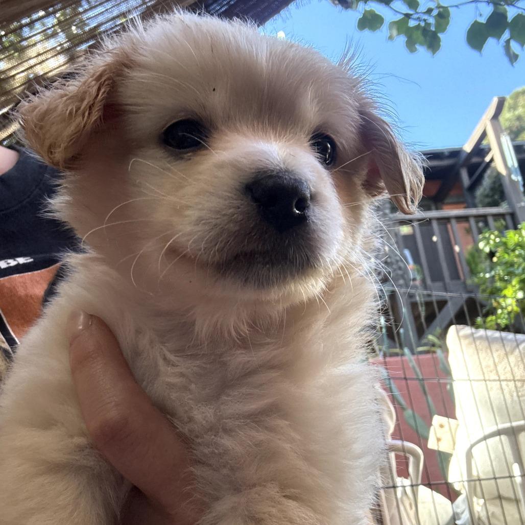Enlarge Honeycomb, an adopted mixed breed in Santa Monica, CA image 3/4