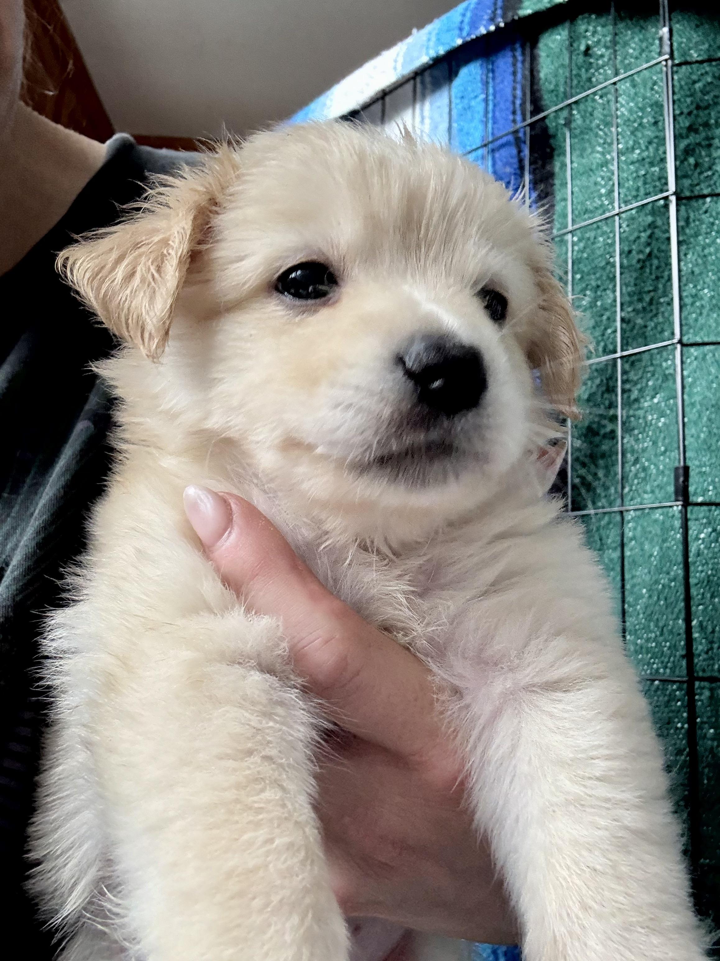 Honeycomb, adopted, Puppy Male Maltese & Pomeranian.