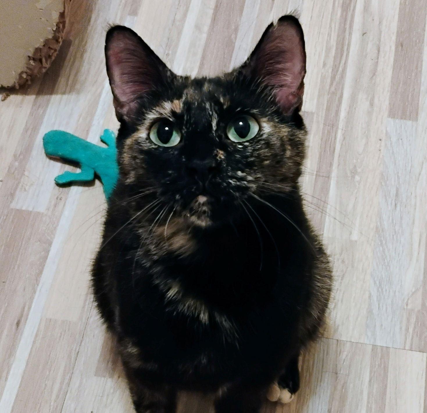 Enlarge Ziva #lovey-dovey, a Adoptable mixed breed in Houston, TX image 3/3