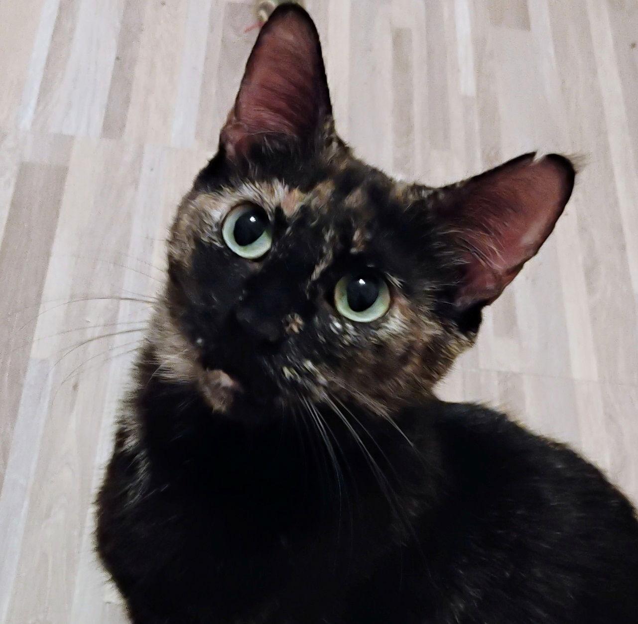 Enlarge Ziva #lovey-dovey, a Adoptable mixed breed in Houston, TX image 2/3