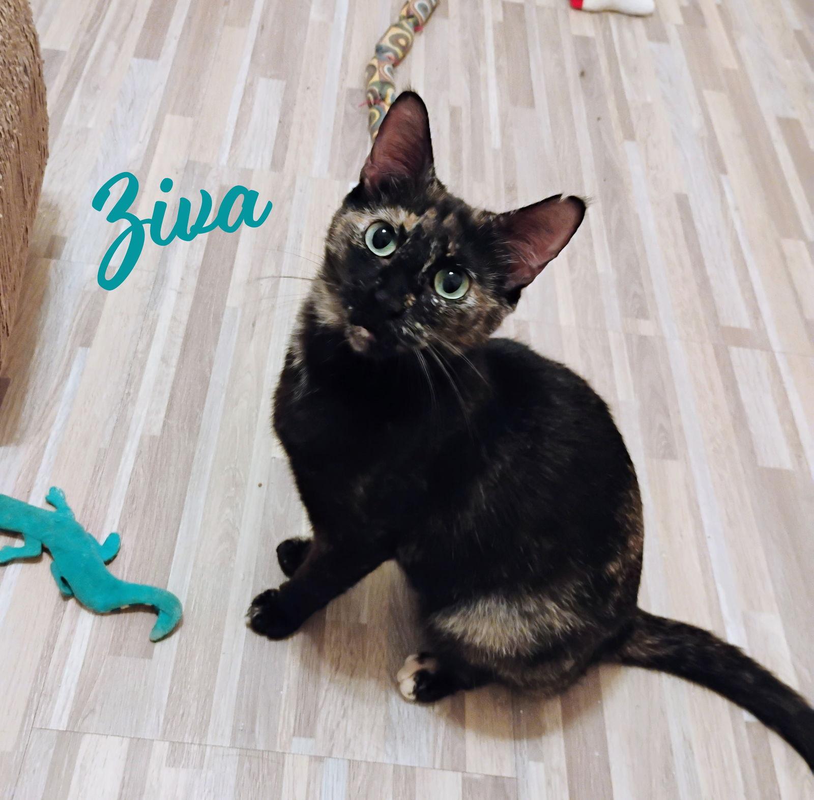 Ziva #lovey-dovey, Adoptable, Adult Female Tortoiseshell & Domestic Short Hair.