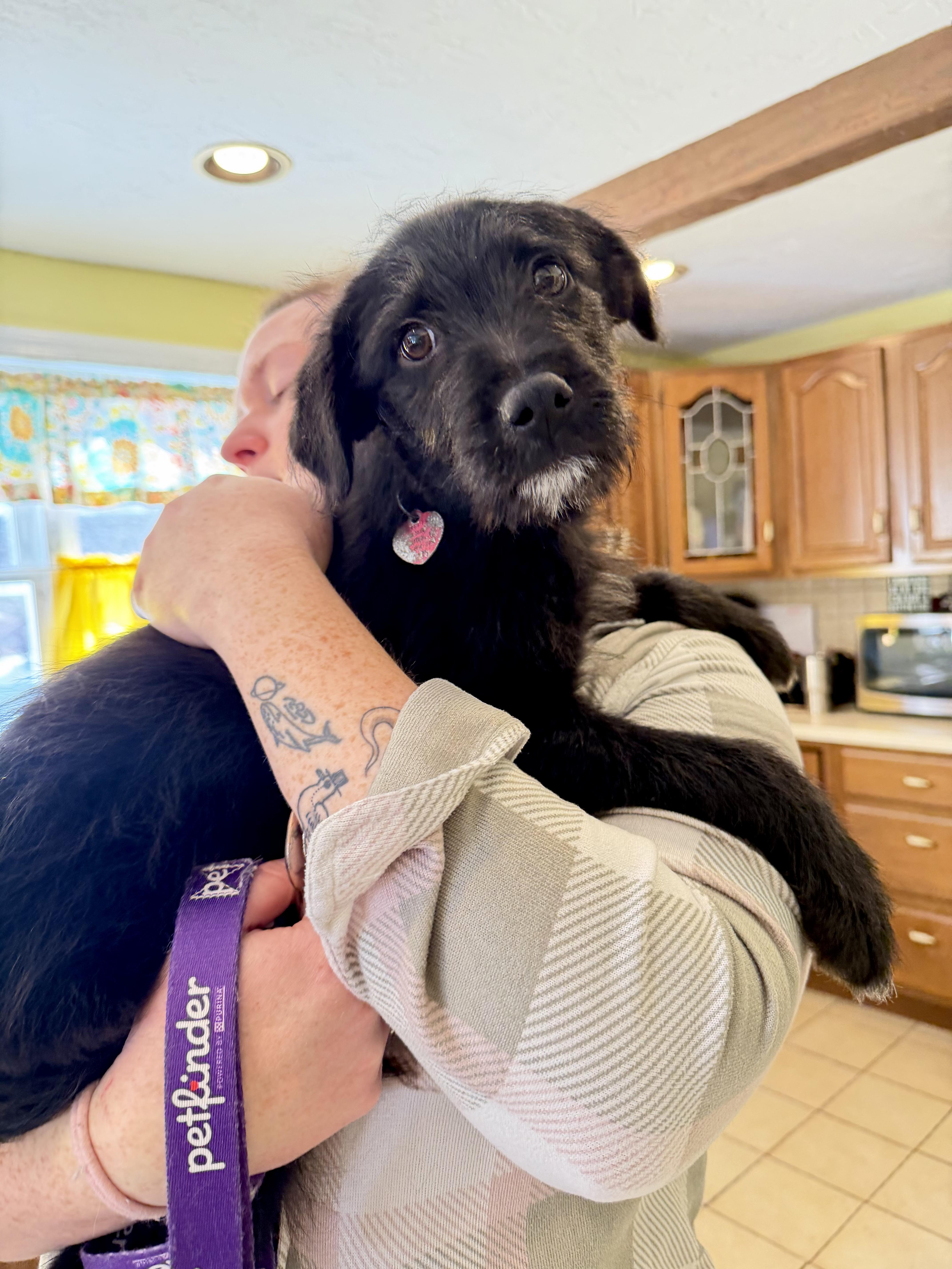 Enlarge Chocolate, a ADOPTABLE mixed breed in Uxbridge, MA image 2/3