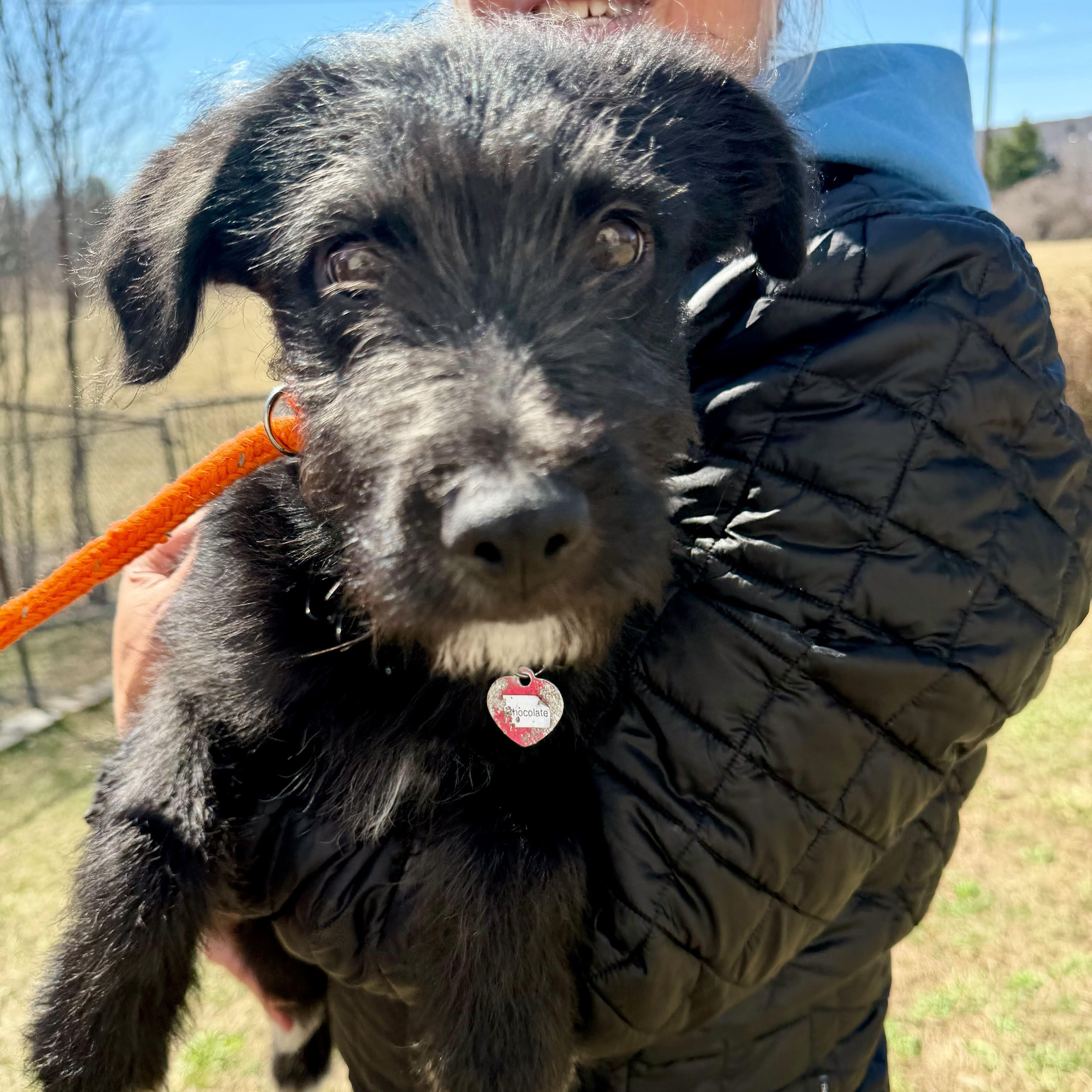 Chocolate, ADOPTABLE, Puppy Female Terrier.