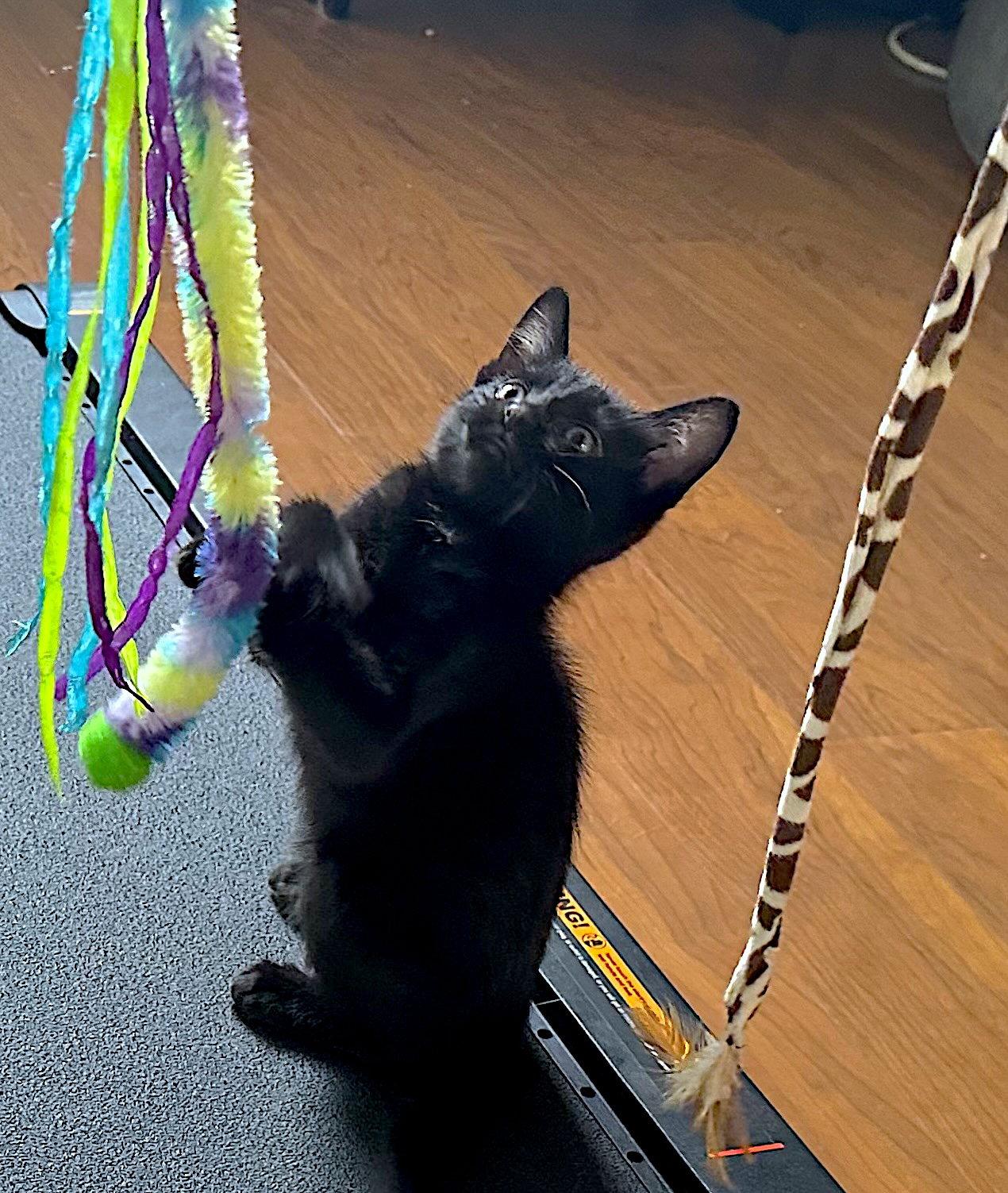 ASH - Bonded with Frank, Adoptable, Kitten Male Domestic Short Hair.