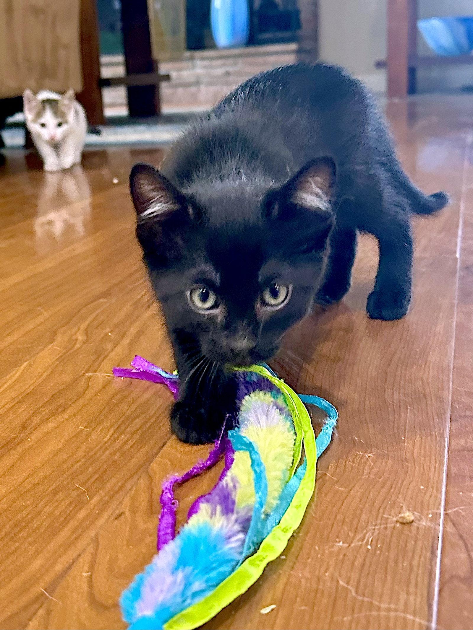 Enlarge ASH - Bonded with Frank, a Adoptable Domestic Short Hair in Fremont, CA image 3/3