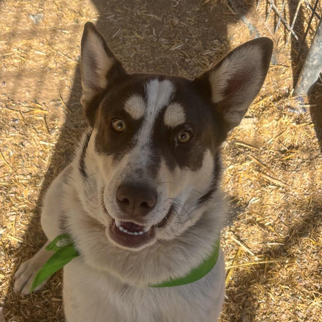Martin, Adoptable, Young Male Cattle Dog.