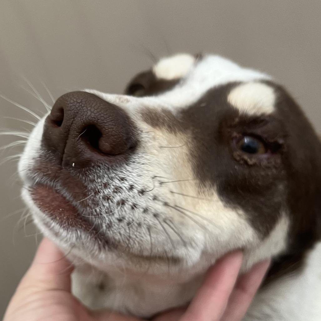 Martin, Adoptable, Young Male Cattle Dog.