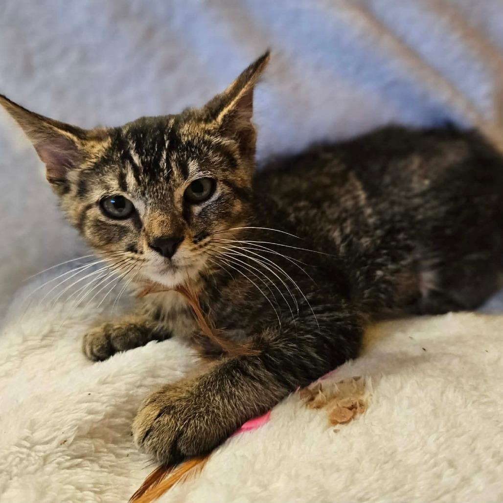 Cosmo, Adoptable, Young Male Domestic Short Hair.