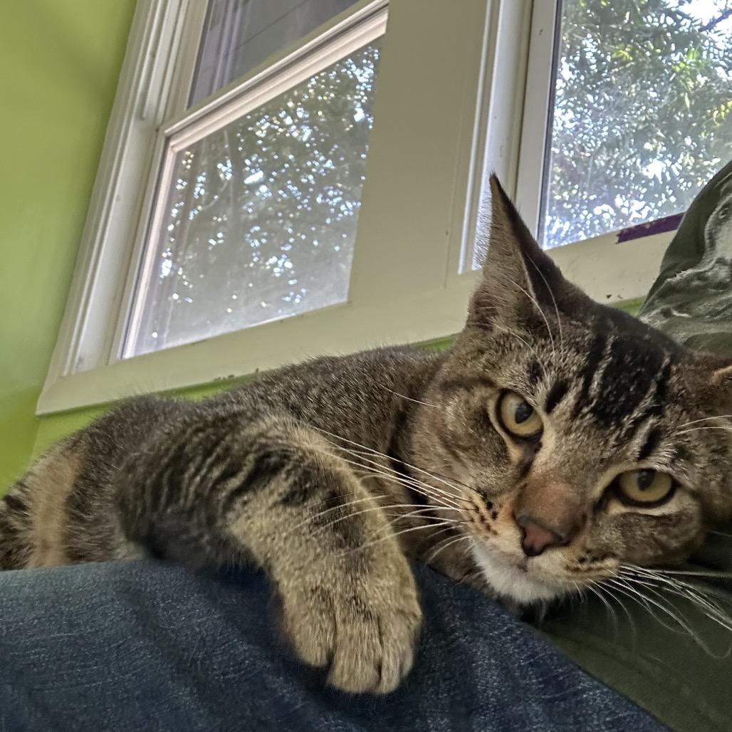 Enlarge Cosmo, a Adoptable Domestic Short Hair in Fresno, CA image 2/2