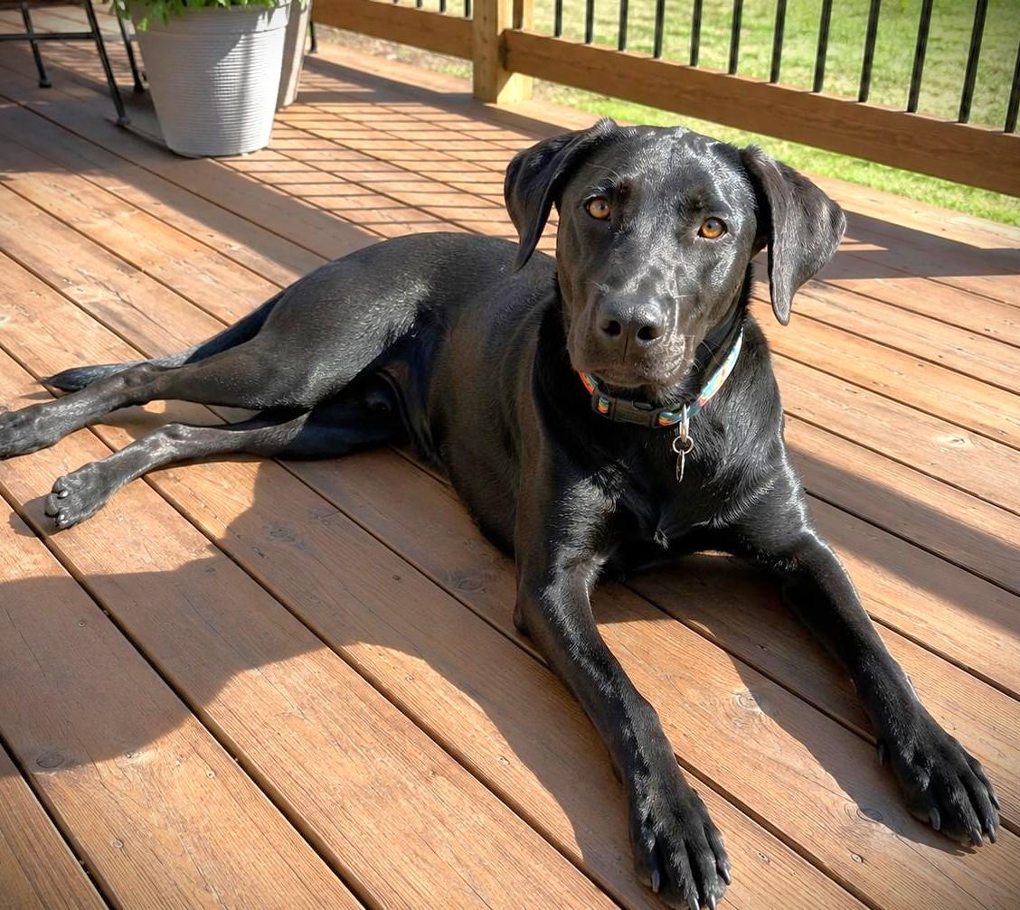 Jett, Adoptable, Young Male Black Labrador Retriever.
