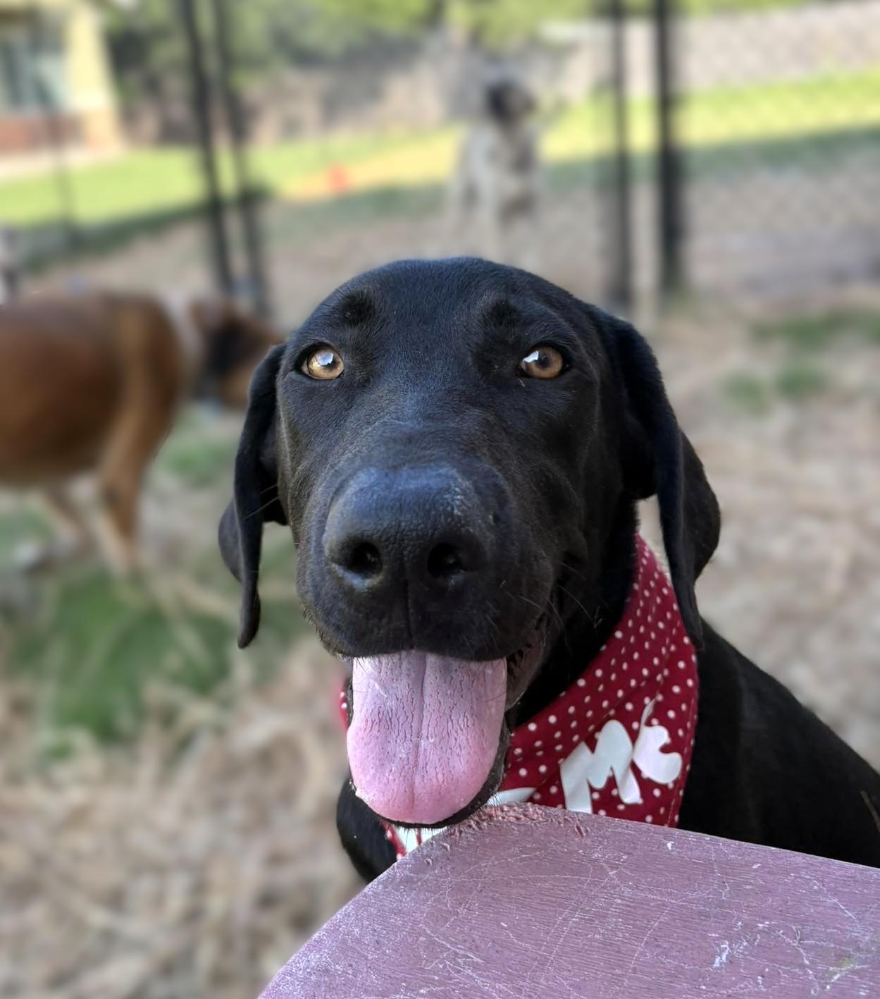 Jett, a Adoptable Black Labrador Retriever in Austin, TX image 3/5
