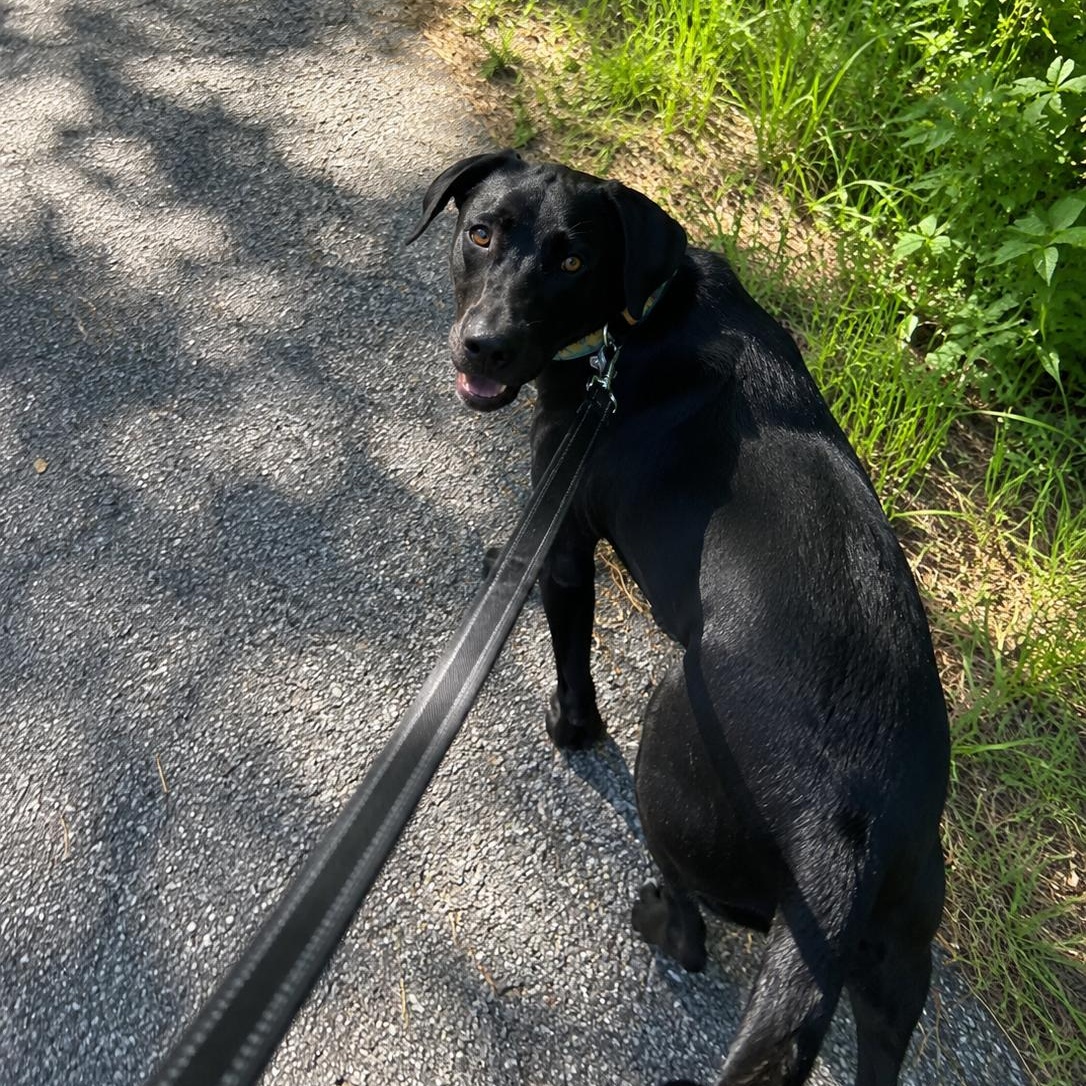 Jett, a Adoptable Black Labrador Retriever in Austin, TX image 4/5