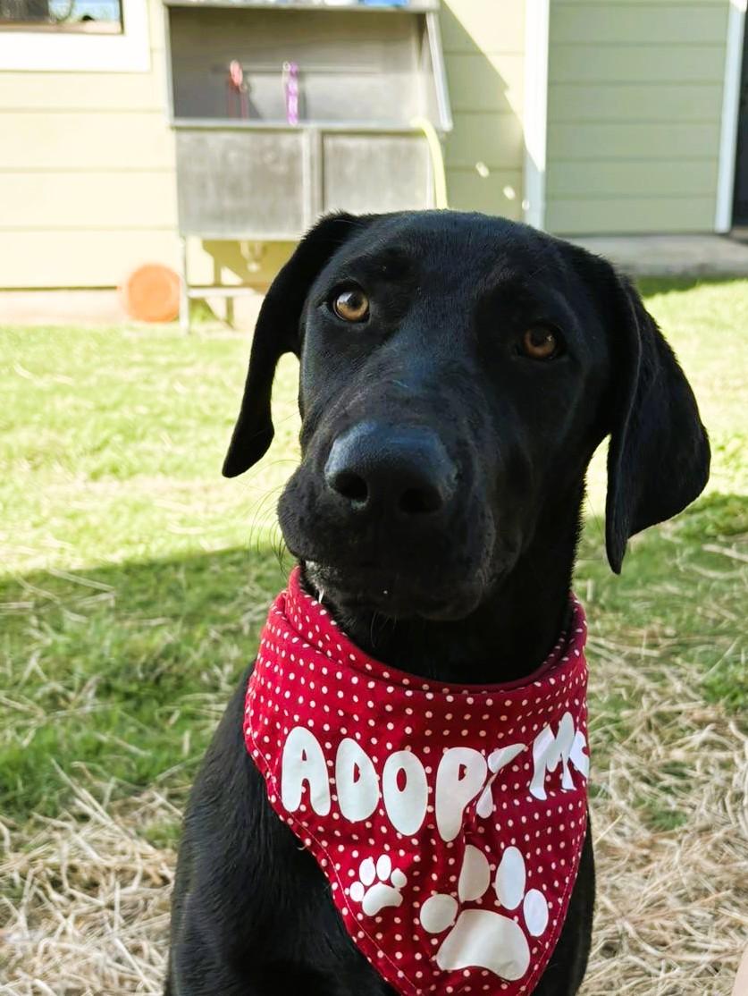 Jett, a Adoptable Black Labrador Retriever in Austin, TX image 5/5