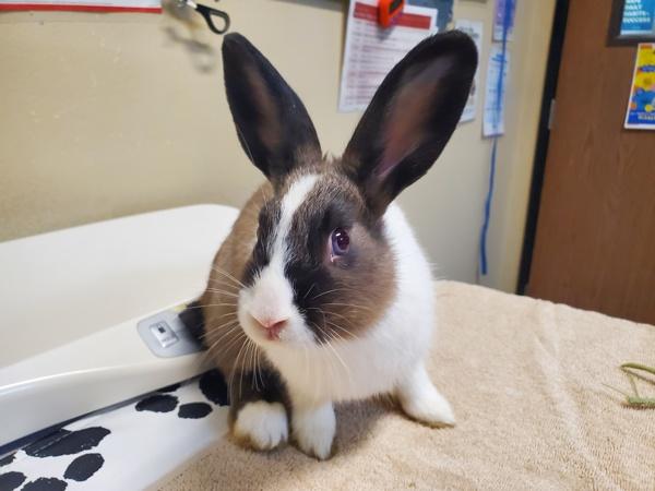 Penn, Adoptable, Baby Male Dutch.