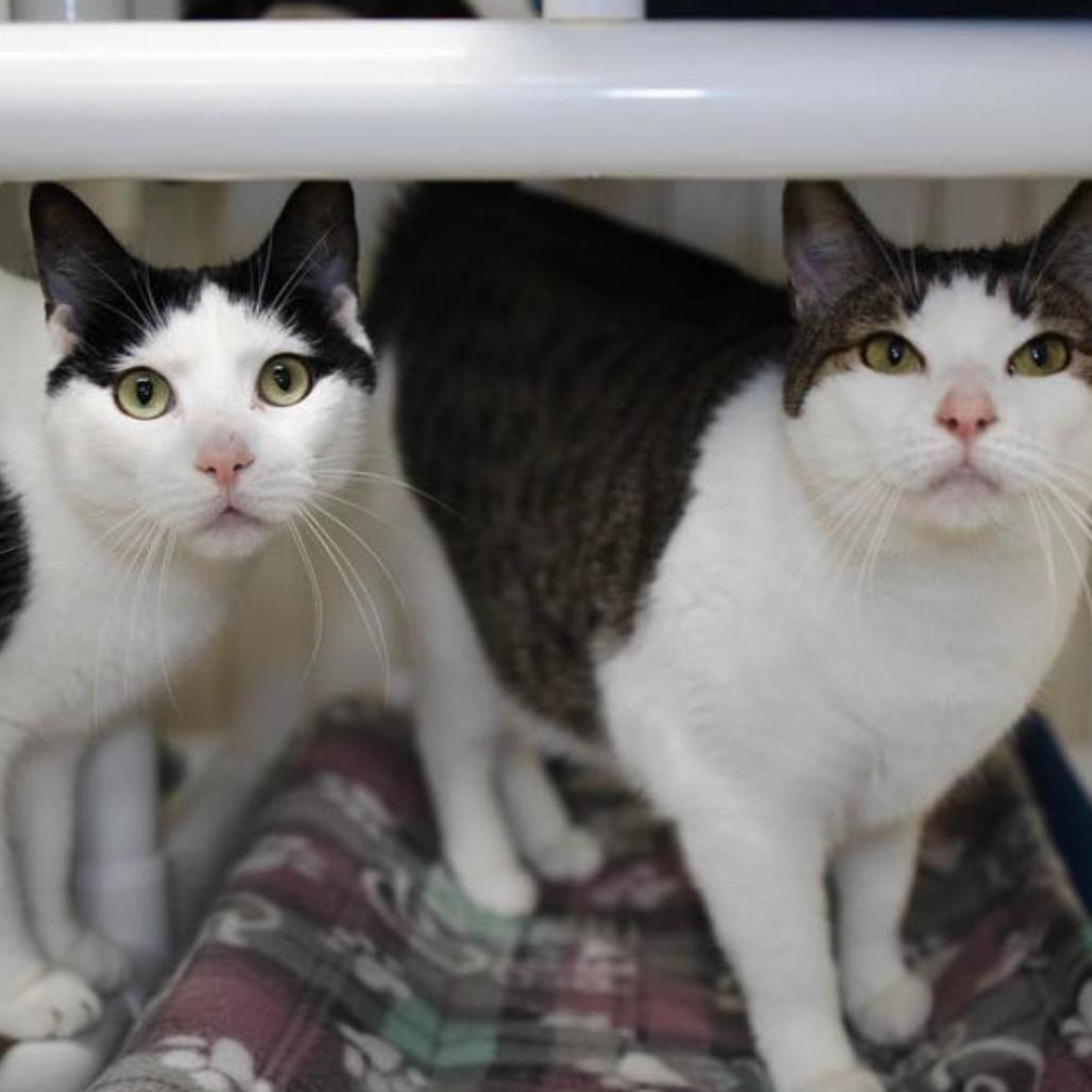 20-265 Alexis, Adoptable, Adult Female Domestic Short Hair.