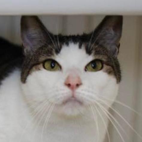 Enlarge 20-265 Alexis, a Adoptable Domestic Short Hair in North Branford, CT image 2/2