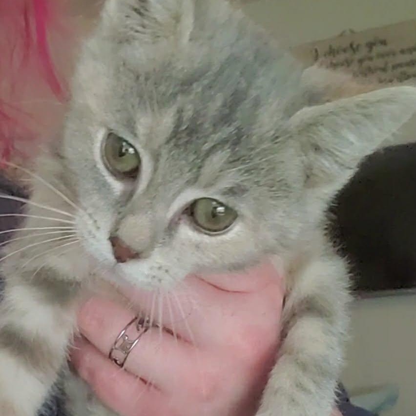 Penelope, an adopted Domestic Short Hair in Fairborn, OH image 2/2