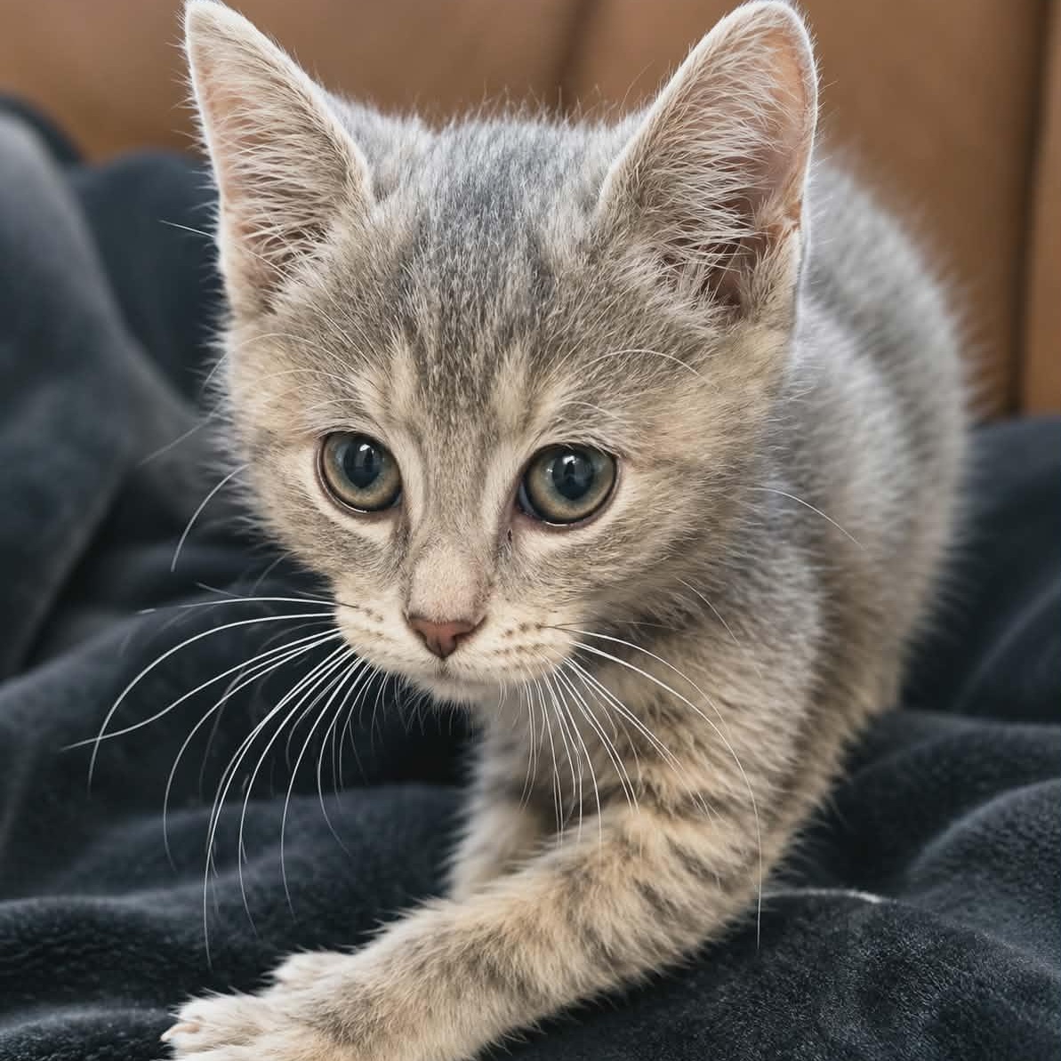Penelope, an adopted Domestic Short Hair in Fairborn, OH image 1/2