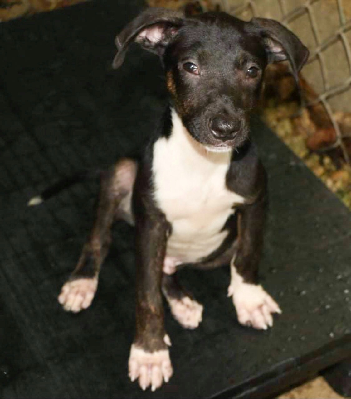 MATHEW, a Adoptable mixed breed in New York, NY image 1/10